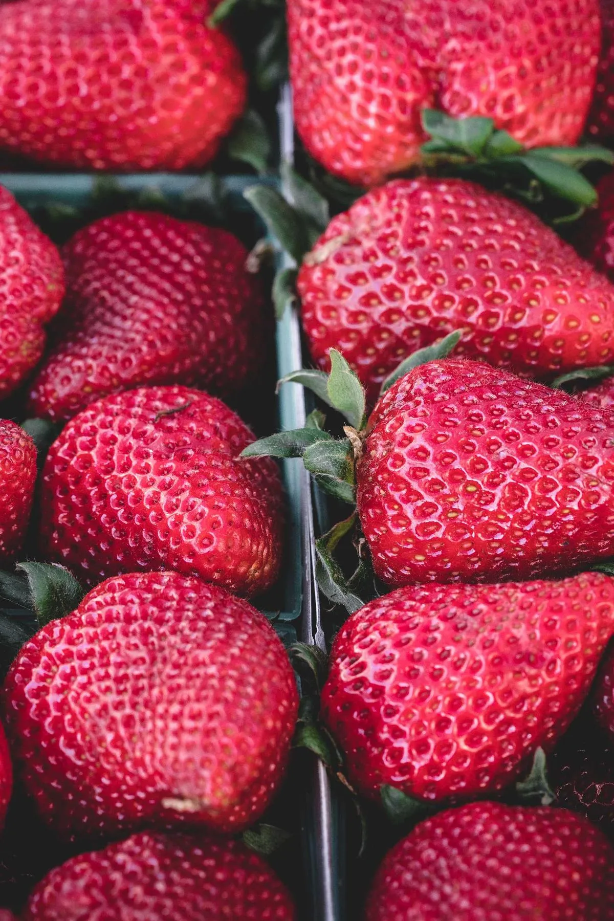 Fraises fraîchement cueillies sur un étal